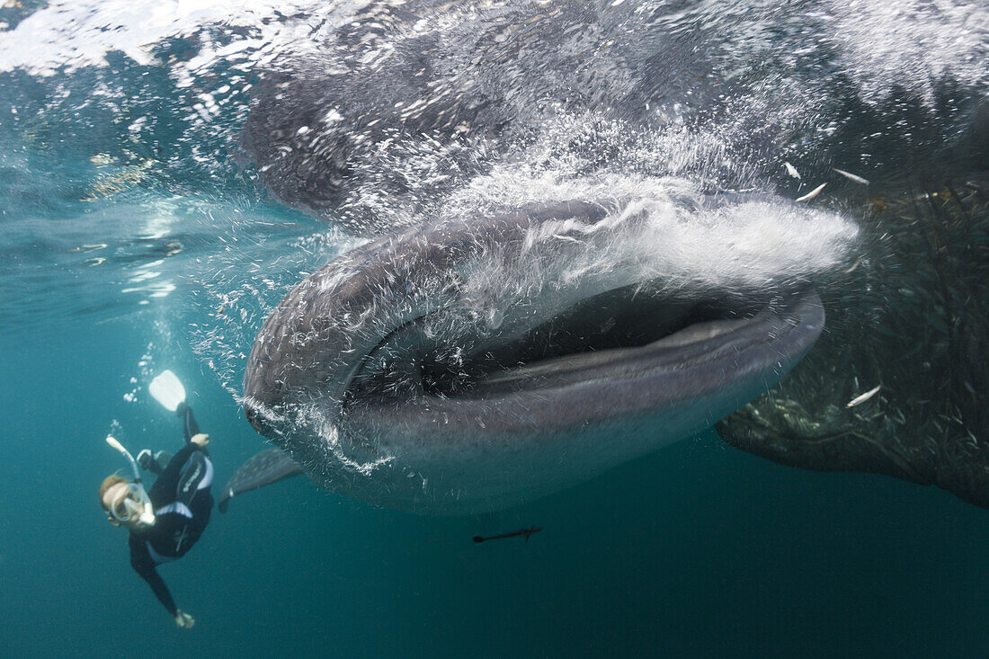 Snorkeling near Whal Shark, Rhincodon typus, Triton Bay, West Papua, Indonesia