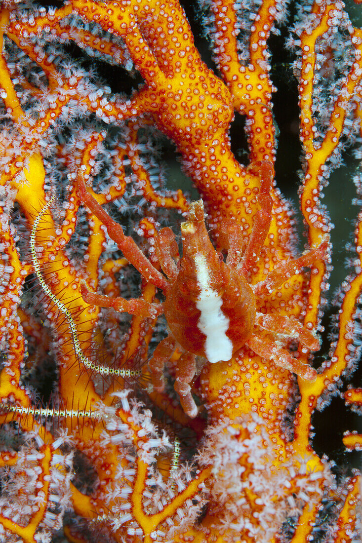 Conic Spider Crab, Xenocarcinus conicus, Kai Islands, Moluccas, Indonesia