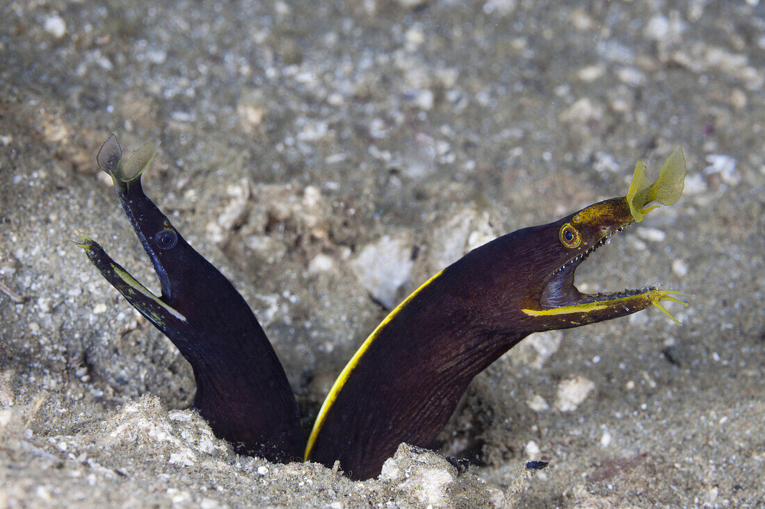 Two juvenile Ribbon Eel, Rhinomuraena quaesita, Ambon, Moluccas, Indonesia