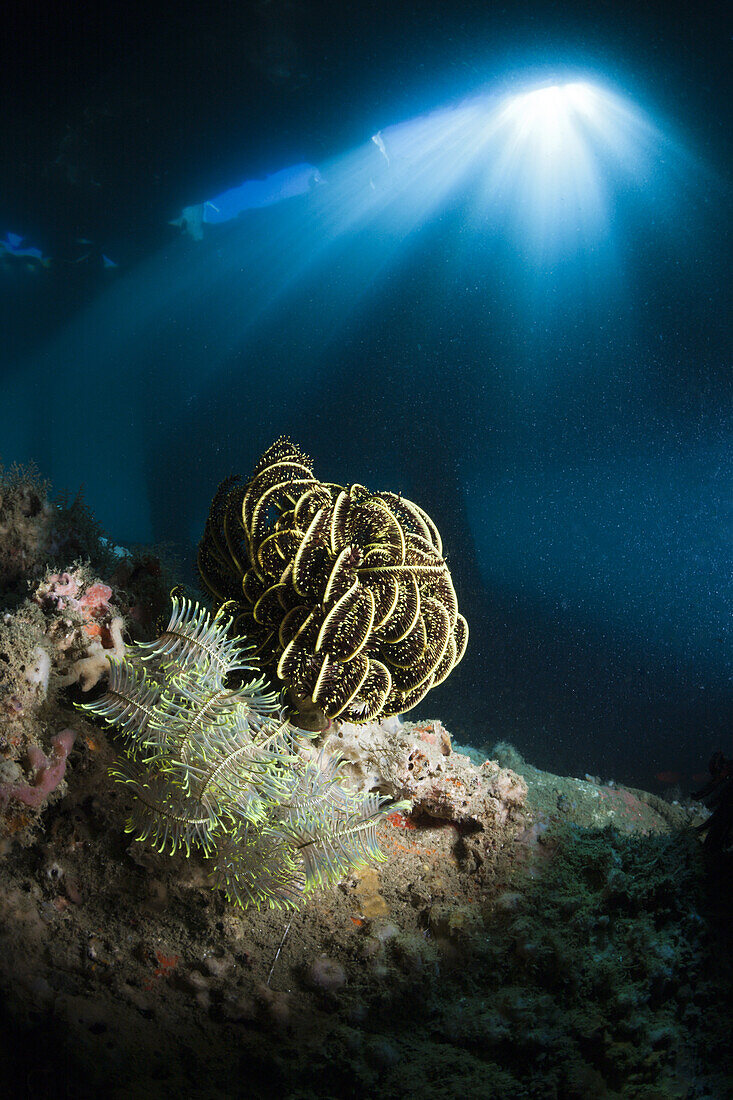 Crinoid under a Jetty, Comanthina sp., Ambon, Moluccas, Indonesia