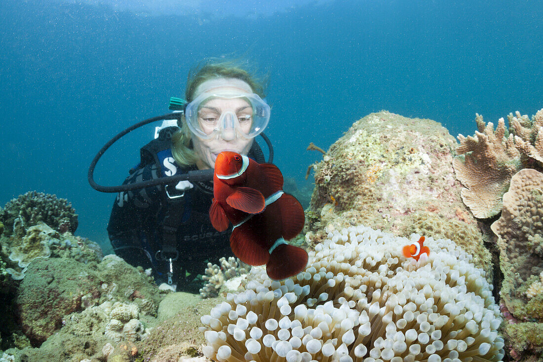 Taucher beobachtet Stachel-Anemonenfisch, Premnas aculeatus, Ambon, Molukken, Indonesien