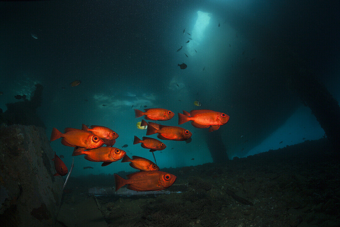 Grossaugenbarsche unter BootsSteg, Mole, Pier, anlegesteg, Priacanthus hamrur, Ambon, Molukken, Indonesien