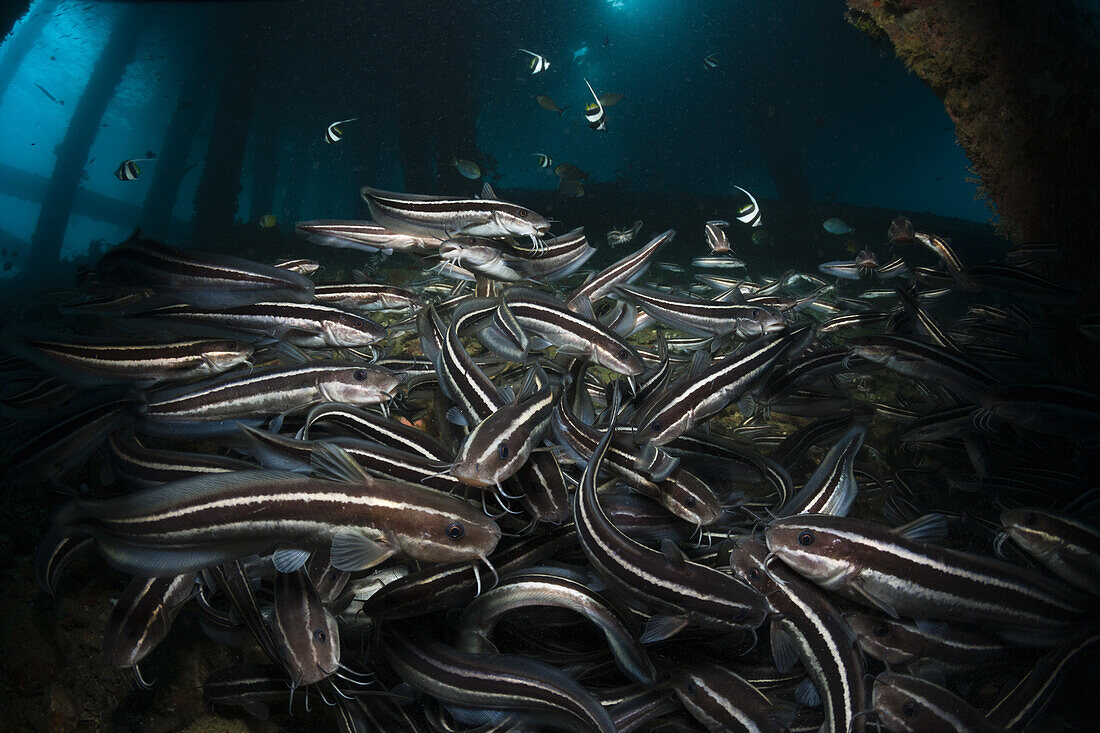 Striped Eel Catfish under a Jetty, Plotosus lineatus, Ambon, Moluccas, Indonesia