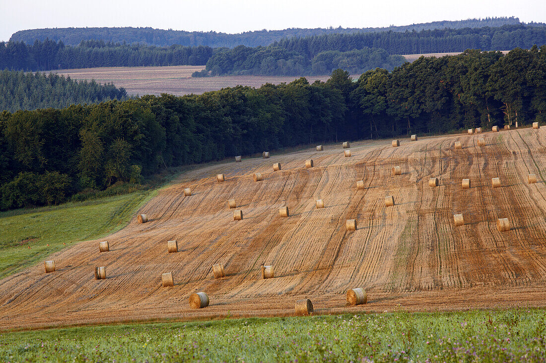 Stubble field near Bundenbach, Administrative district of Birkenfeld, Region of Hunsrueck, Rhineland-Palatinate, Germany, Europe