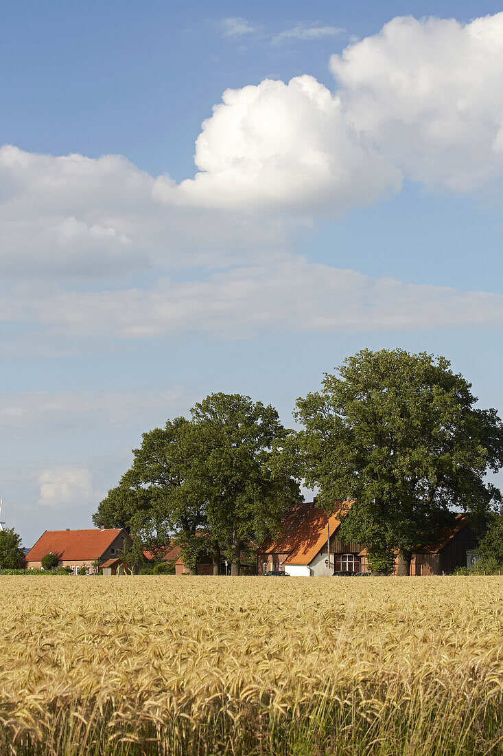 Blick über Getreidefeld auf Gehöft bei Telgte , Münsterland , Nordrhein-Westfalen , Deutschland , Europa
