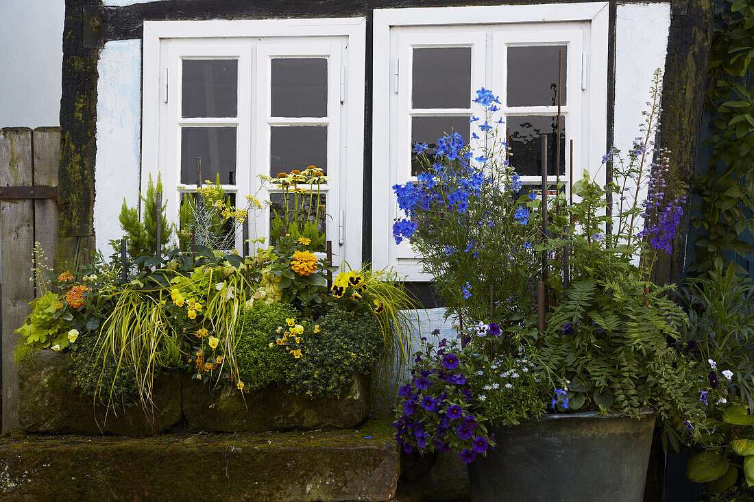 Blumen vor dem <Schiefen Haus> in Tecklenburg , Fachwerkhaus , Münsterland , Tecklenburgerland , Nordrhein-Westfalen , Deutschland , Europa