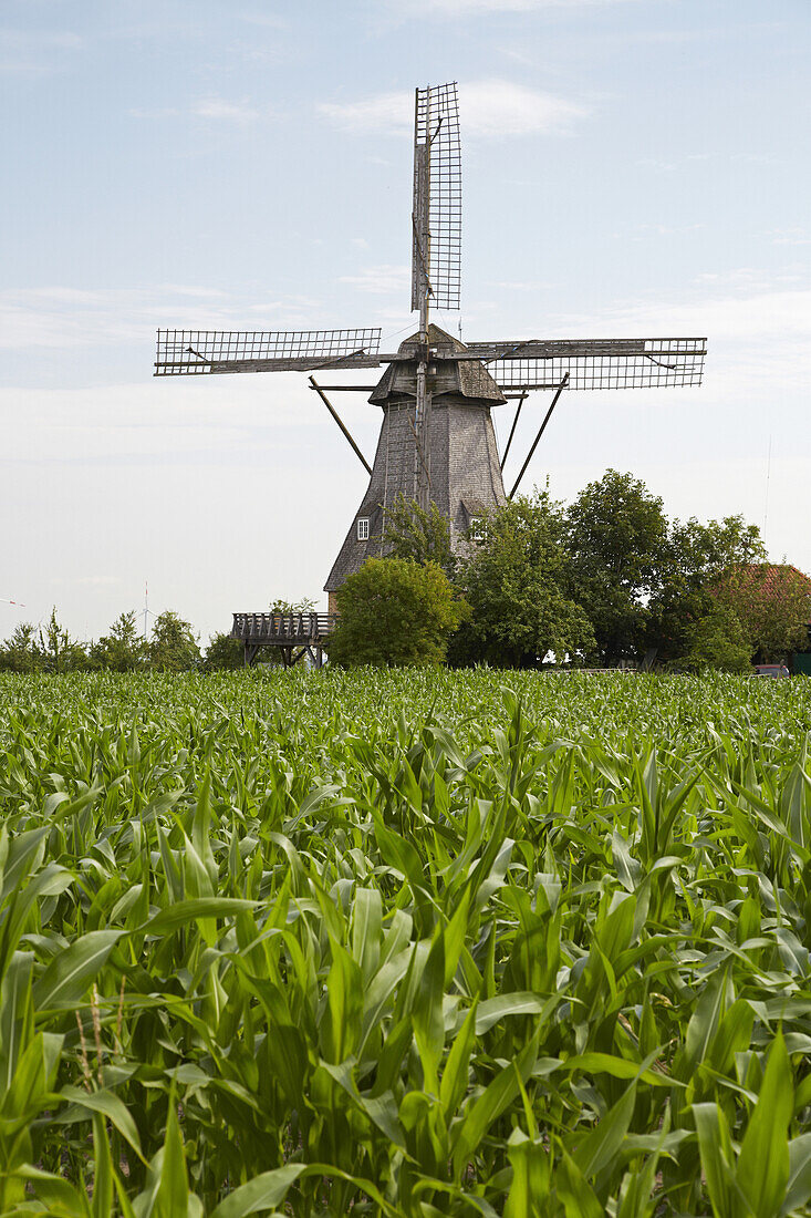 Hollicher Windmühle in Steinfurt - Hollich , Münsterland , Nordrhein-Westfalen , Deutschland , Europa