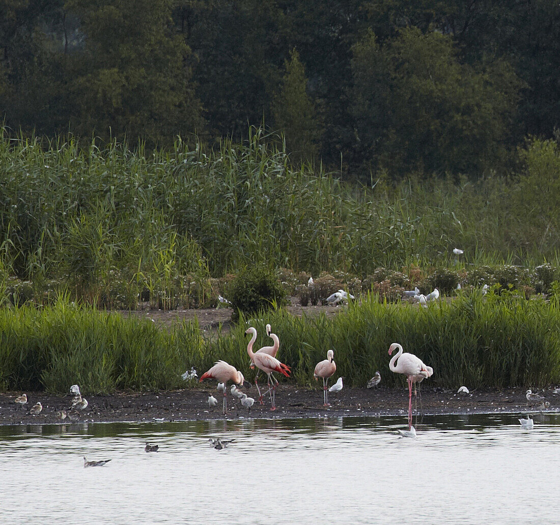 Zwillbrocker Venn , Brutkolonie der Flamingos am <Lachmöwensee> , Biologische Station Zwillbrock e.V. , Vreden , Münsterland , Nordrhein-Westfalen , Deutschland , Europa