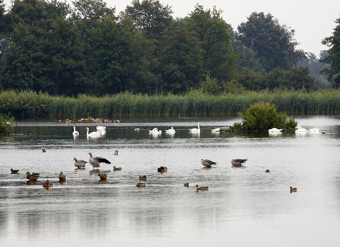 Rieselfelder von Münster , Münsterland , Nordrhein-Westfalen , Deutschland , Europa