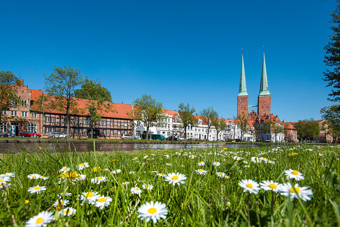 Blumenwiese vor Dom, Hansestadt Lübeck, Ostsee, Schleswig-Holstein, Deutschland