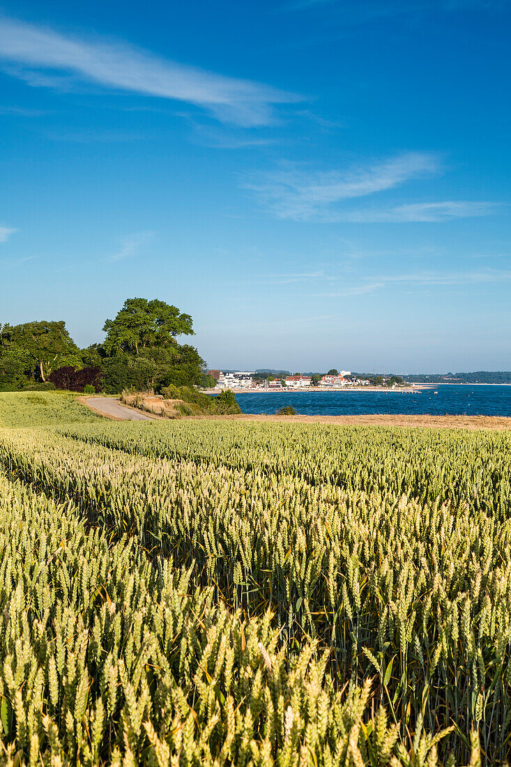 Wheat field along the coast, Brodtener Ufer, Niendorf, Baltic Coast, Schleswig-Holstein, Germany