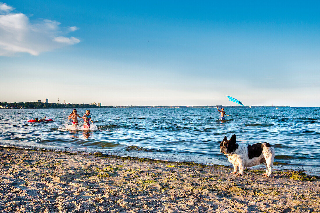 Dog on the beach, Scharbeutz, Baltic Coast, Schleswig-Holstein, Germany