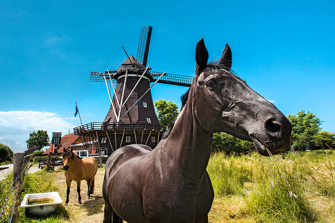 Horses in front of windmill museum, Lemkenhafen, Fehmarn island, Baltic Coast, Schleswig-Holstein, Germany