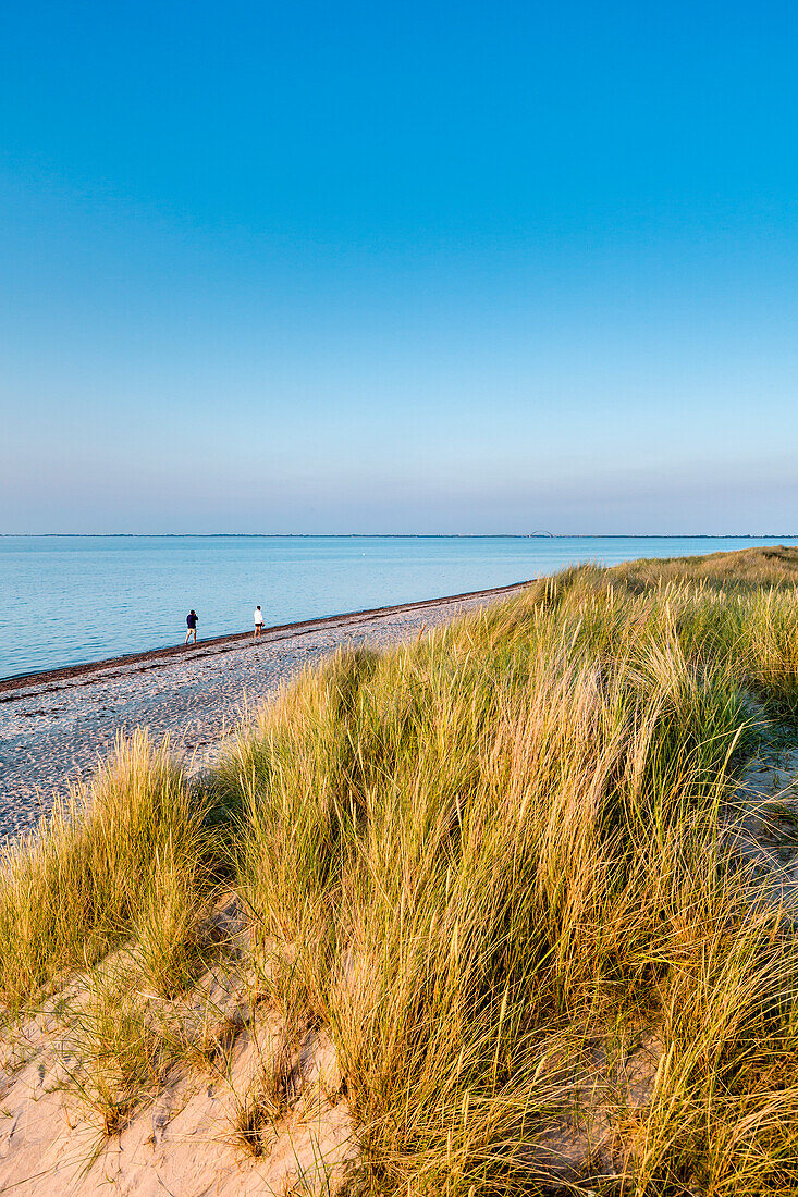 Beach and dunes, Heiligenhafen, Baltic Coast, Schleswig-Holstein, Germany