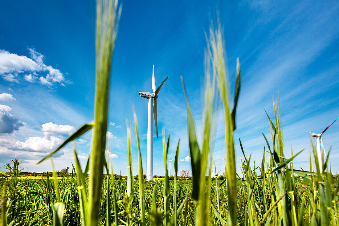 Wind turbine in a field, Baltic Coast, Schleswig-Holstein, Germany