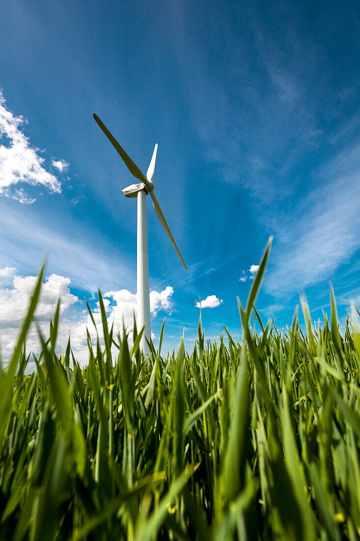 Wind turbine in a field, Baltic Coast, Schleswig-Holstein, Germany