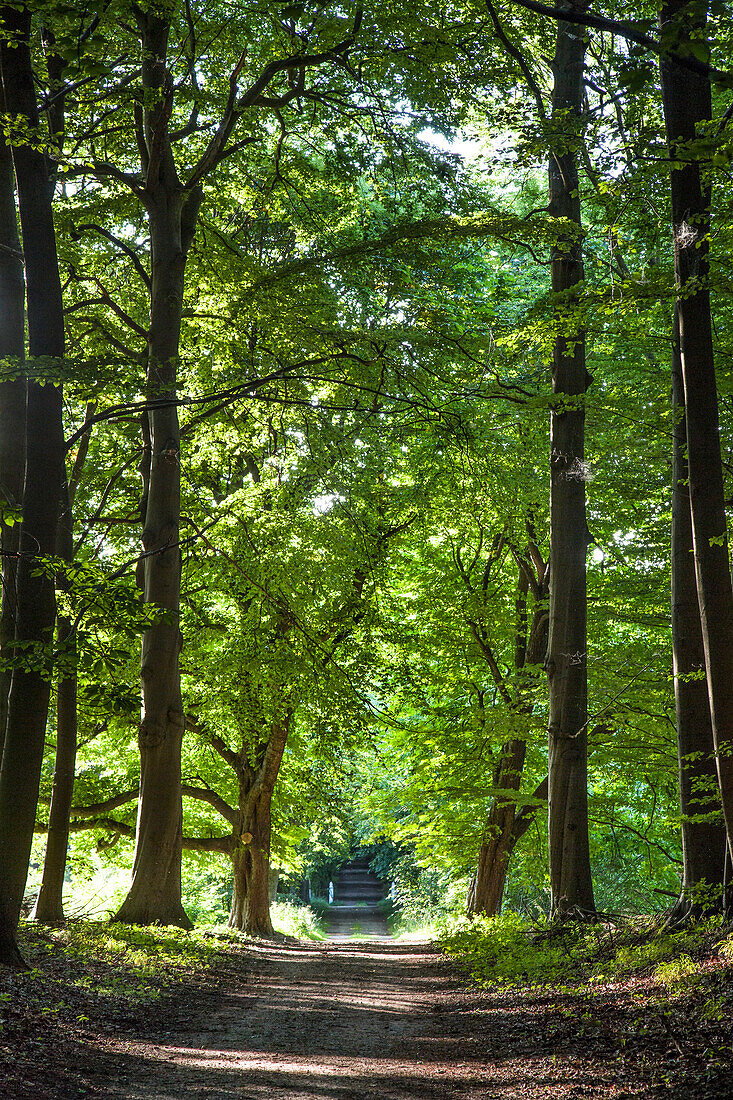 Wald am Selenter See, Holsteinische Schweiz, Ostsee, Schleswig-Holstein, Deutschland