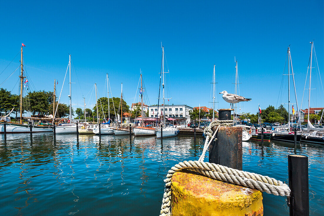 Seagul on a post, Marina, Laboe, Baltic Coast, Schleswig-Holstein, Germany