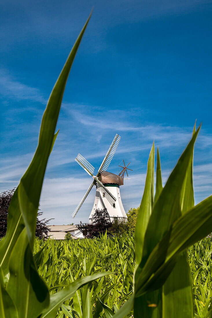 Steinadler Windmill, Westerholz, Baltic Coast, Schleswig-Flensburg, Schleswig-Holstein, Germany