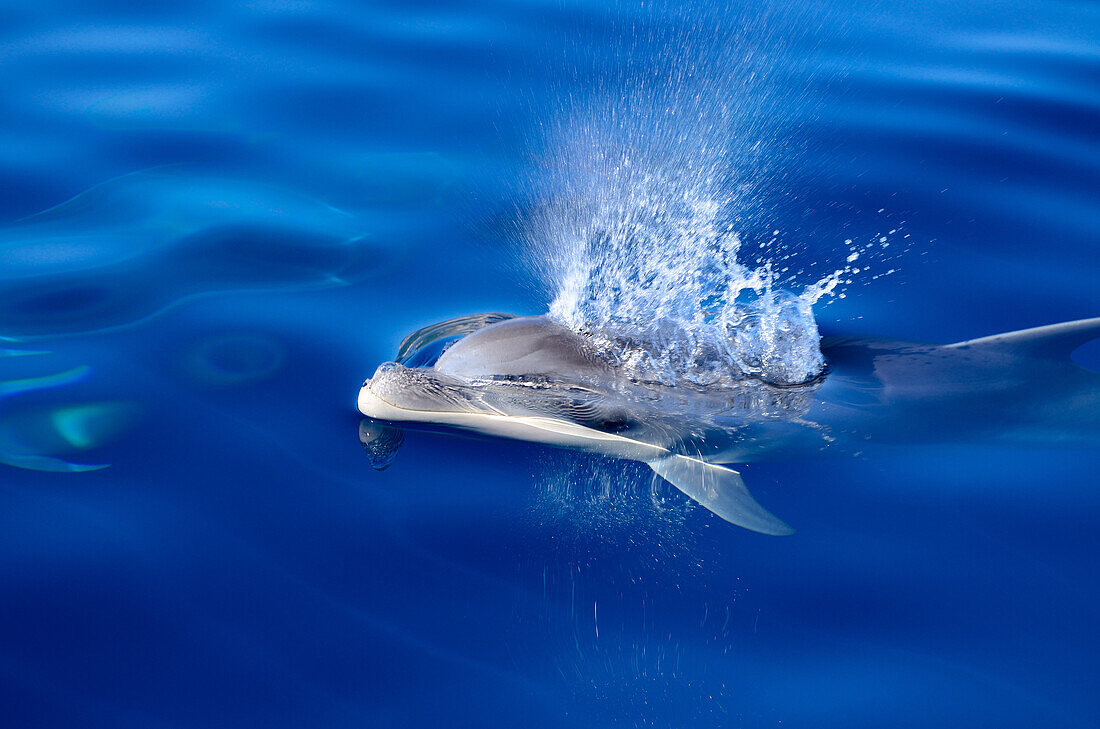 Ein Delphin (Großer Tümmler, Tursiops truncatus) taucht auf und atmet durch sein Blasloch aus, Mallorca, Balearen, Spanien, Europa