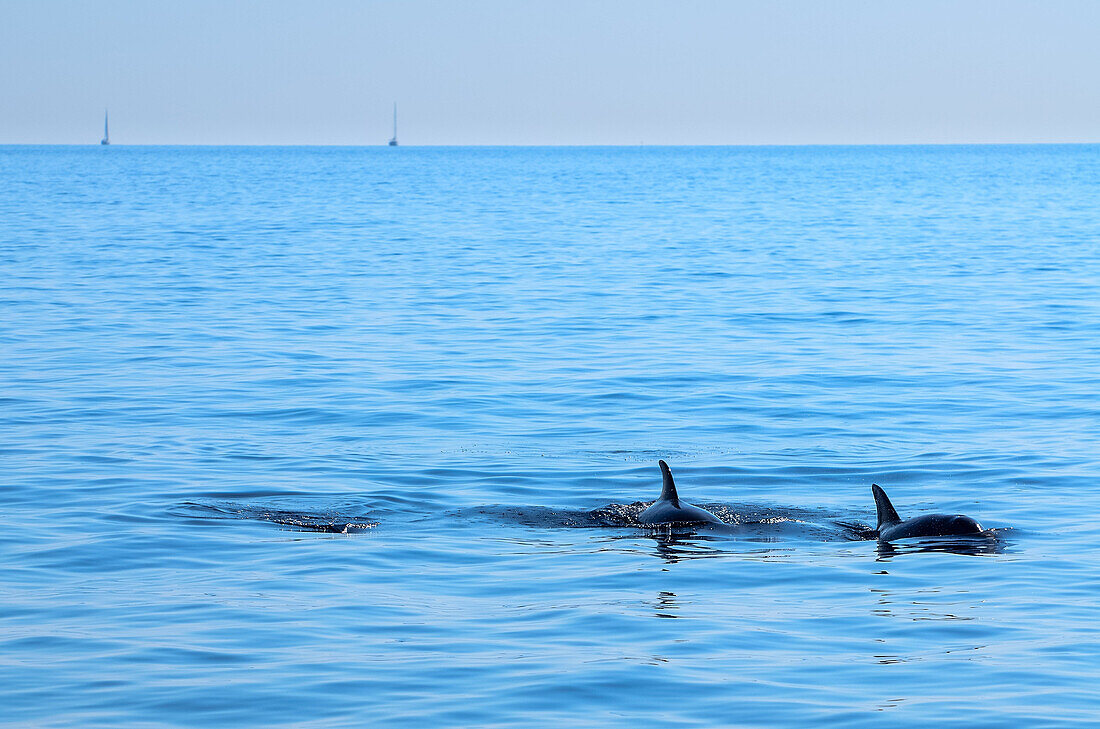 Two bottlenose dolphins (Tursiops truncatus) with two sailing yachts in the background, Mallorca, Balearic Islands, Spain, Europe