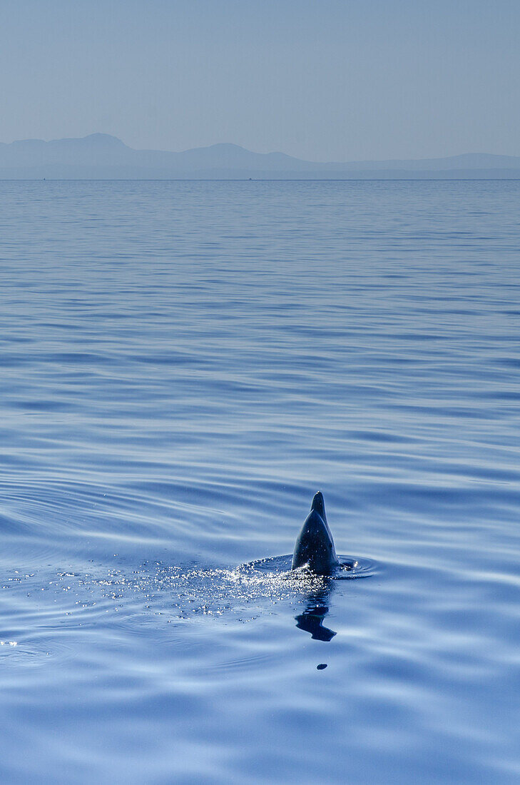 Ein Delphin (Großer Tümmler, Tursiops truncatus) taucht auf und atmet durch sein Blasloch aus, Mallorca, Balearen, Spanien, Europa