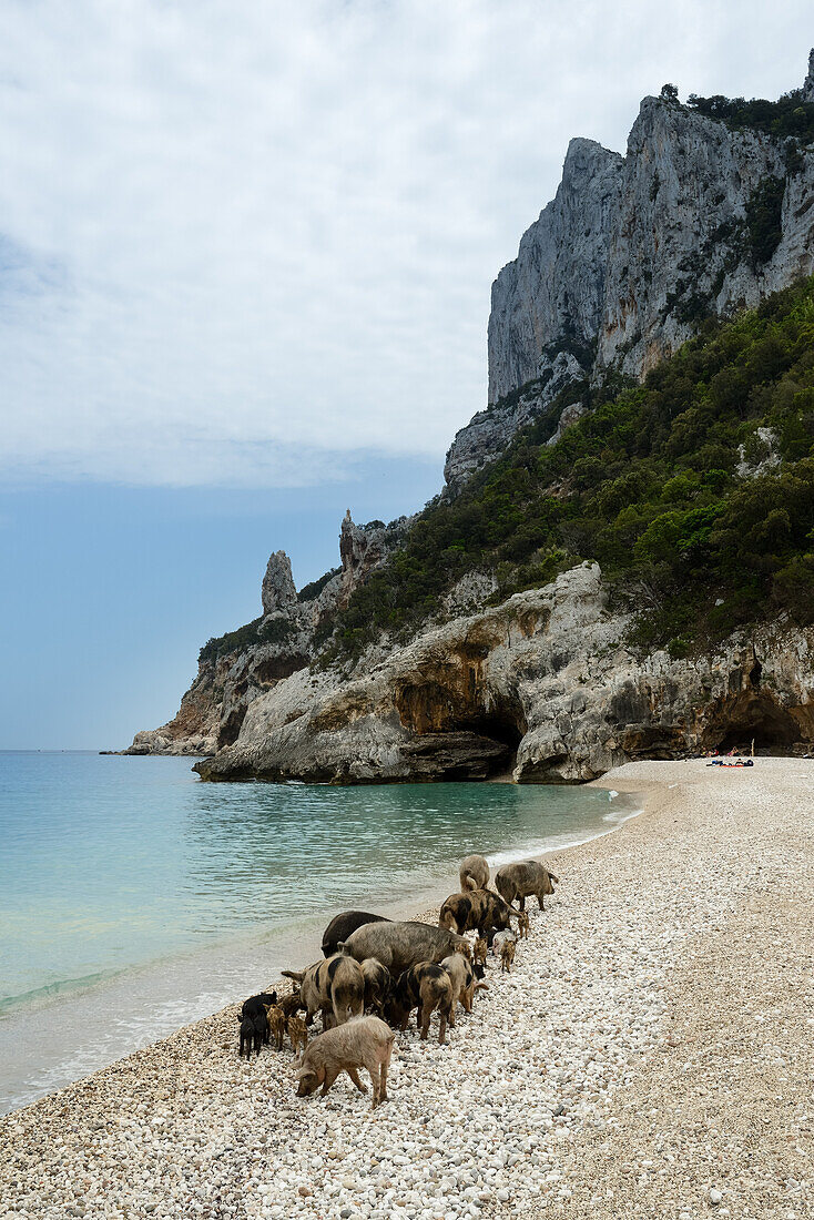 Wild boar (Sus Scrofa, Suidae) and young piglets, on the pebble beach of the bay Cala Sisine, Selvaggio Blu, Sardinia, Italy, Europe