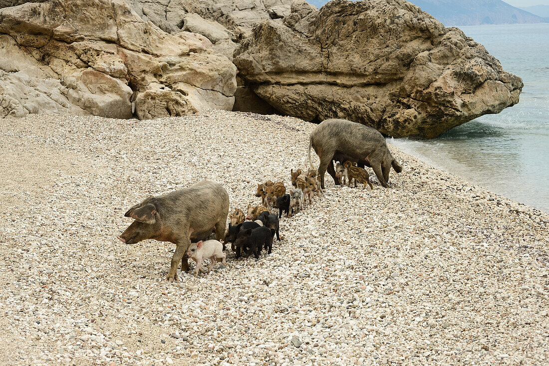 Wild boar (Sus Scrofa, Suidae) and young piglets on the pebble beach of the bay Cala Sisine, Selvaggio Blu, Sardinia, Italy, Europe