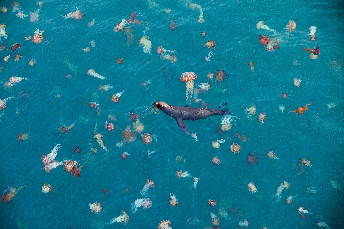 Ein Seelöwe schwimmt inmitten von bunten Quallen im Hafenbecken, Iquique, Tarapaca, Chile, Südamerika