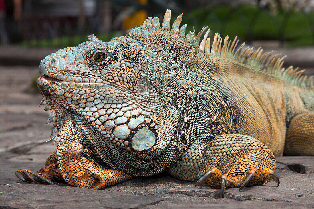 Grüner Leguan (Iguana iguana) im Bolivar Park, Guayaquil, Guayaquil, Equador, Südamerika