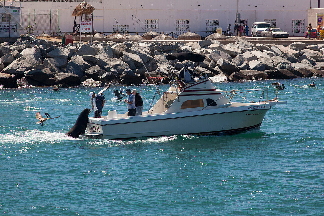 Ein legendärer Seelöwe namens Pedro entert ein Fischerboot bei der Rückkehr in den Hafen, Cabo San Lucas, Baja California Sur (Baja Kalifornien), Mexiko, Mittelamerika