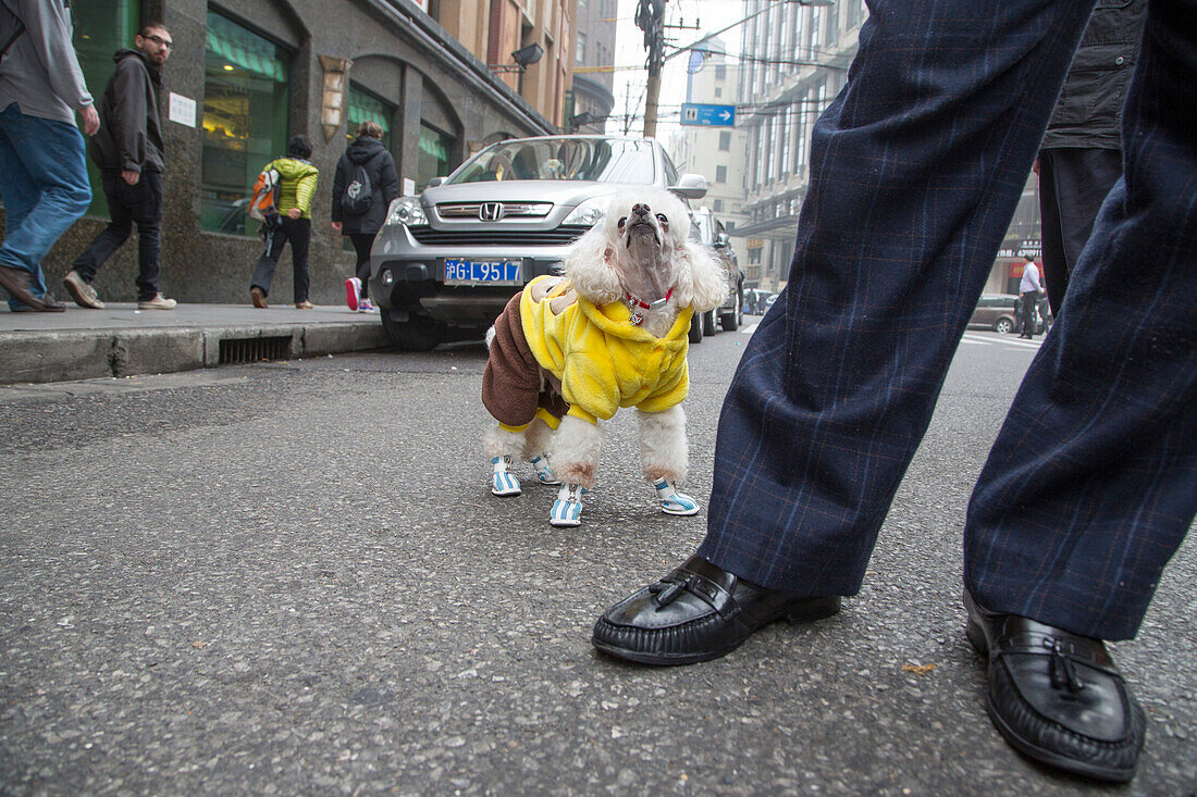 Poodle with coat and shoes, Shanghai, China