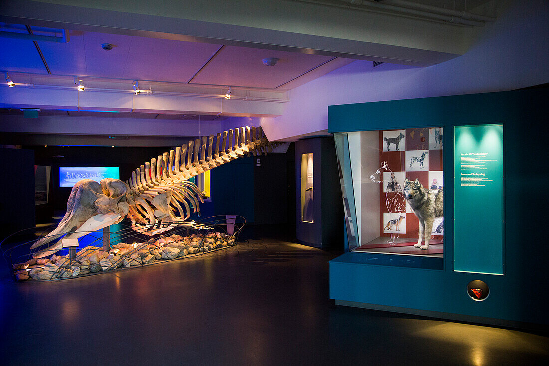 Skelett von einem Wal im Museum der Universität Tromsø, Tromsø, Troms, Norwegen, Europa