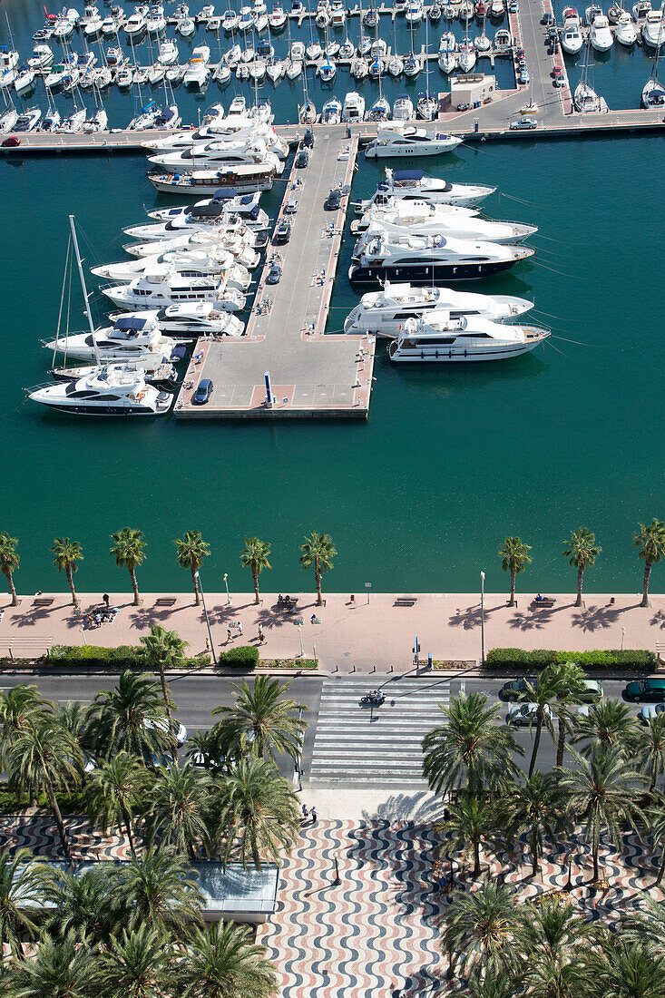 Blick auf Palmen entlang der Hafenpromenade mit Yachten und Segelboote in der Port of Alicante Marina, Alicante, Andalusien, Spanien, Europa