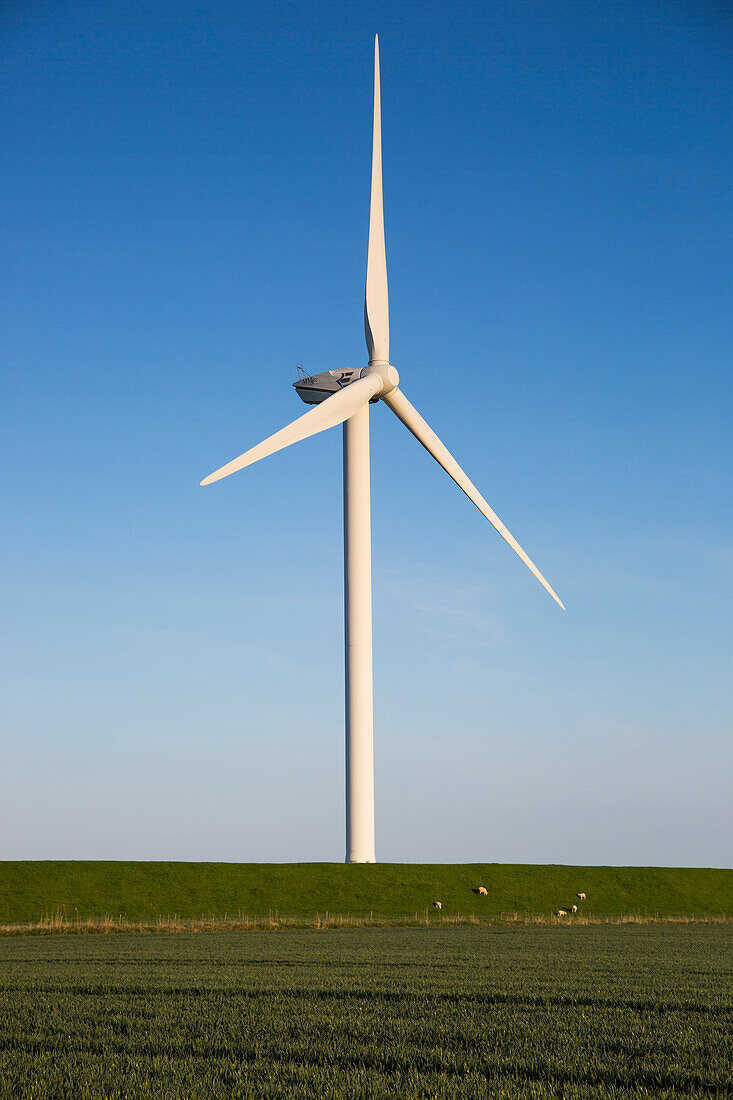 Windrad auf Feld mit Schafen auf Deich, nahe Bredstedt, Nordfriesland, Schleswig-Holstein, Deutschland, Europa