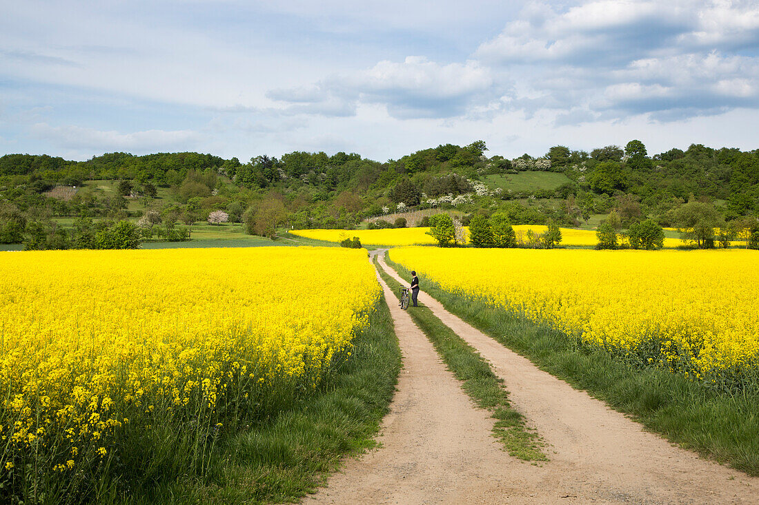 Woman cycles on path through blooming canola field, near Zeil am Main, Haßberge, Franconia, Bavaria, Germany