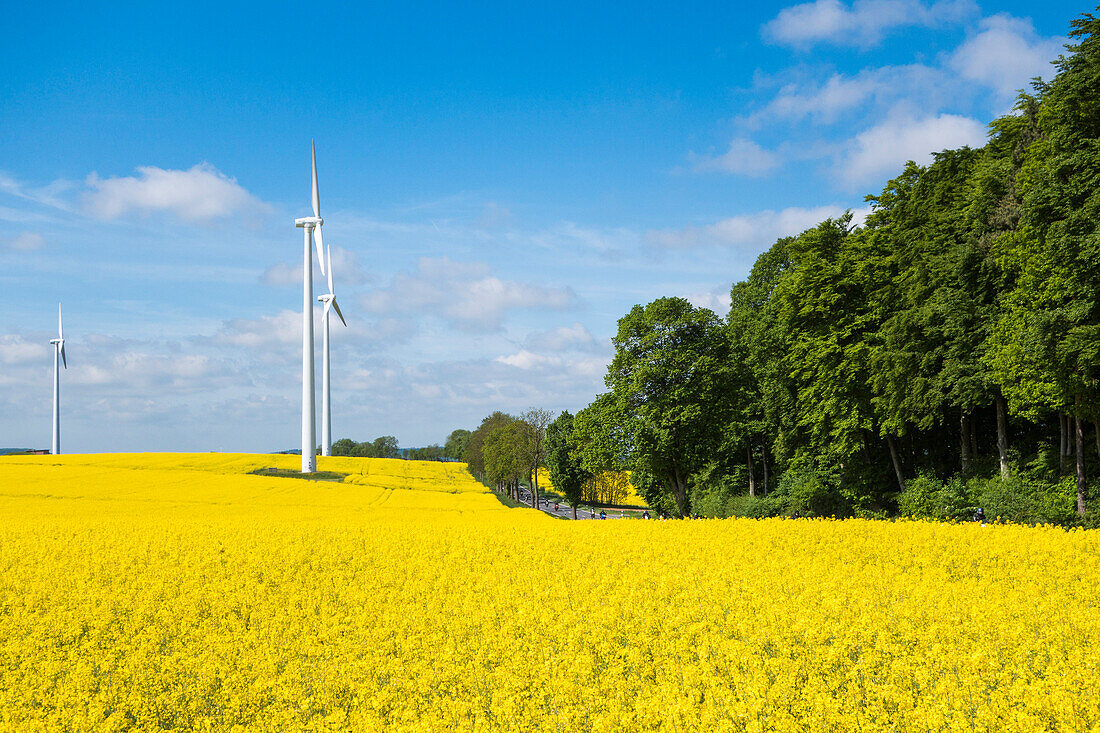 Wind turbines in blooming canola field, near Alsfeld, Vogelsberg, Hesse, Germany