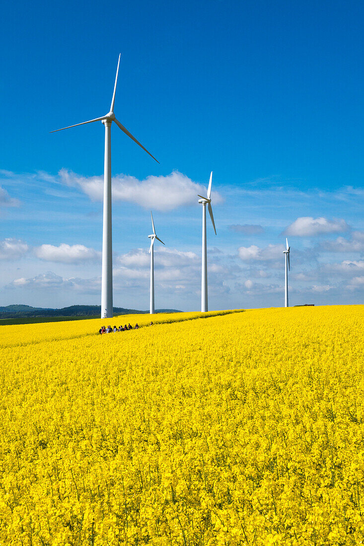 Wandergruppe und Windräder inmitten von blühenden Rapsfeldern, nahe Alsfeld, Vogelsberg, Hessen, Deutschland, Europa