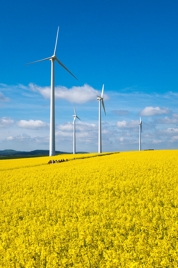 Wind turbines in blooming canola field, near Alsfeld, Vogelsberg, Hesse, Germany