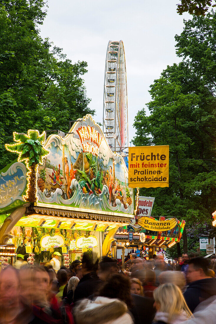 Verkaufsstand für Schokofrüchte auf der Erlanger Bergkirchweih mit Riesenrad im Hintergrund, Erlangen, Franken, Bayern, Deutschland, Europa