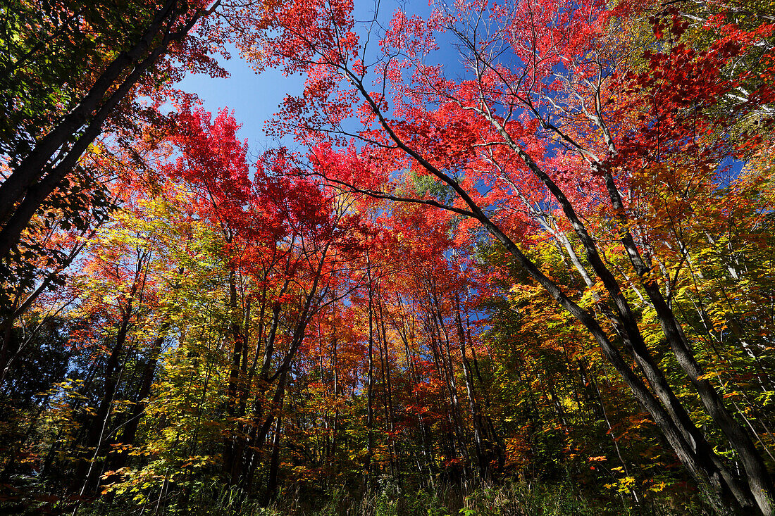 Autumnal forest during the indian summer season at Saint Adele, Province Quebec, Canada