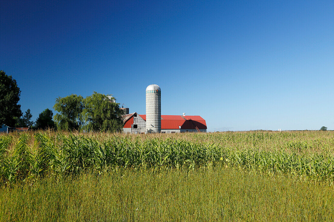 Farm with cornfield, blue sky, Province Quebec, Canada