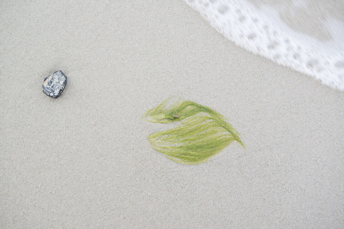 Ein kleiner Stein und grüne Algen liegen am Strand der Ostsee im Nationalpark Vorpommersche Boddenlandschaft, Dierhagen, Fischland-Darß-Zingst, Mecklenburg Vorpommern, Deutschland