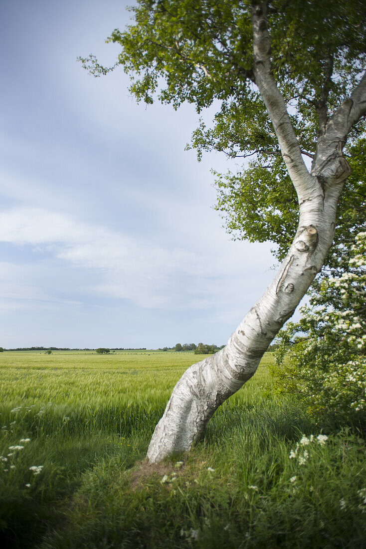 Field landscape with a birch trunk in the Western Pomerania Lagoon Area National Park, Ahrenshoop, Fischland-Darss-Zingst, Mecklenburg-Western Pomerania, Germany