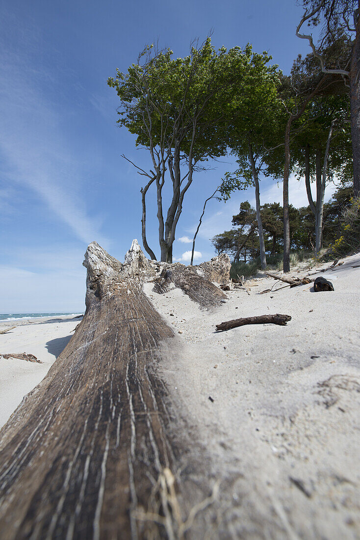 Beach landscape at west beach in the Western Pomerania Lagoon Area National Park, West beach, Fischland-Darss-Zingst, Mecklenburg-Western Pomerania, Germany