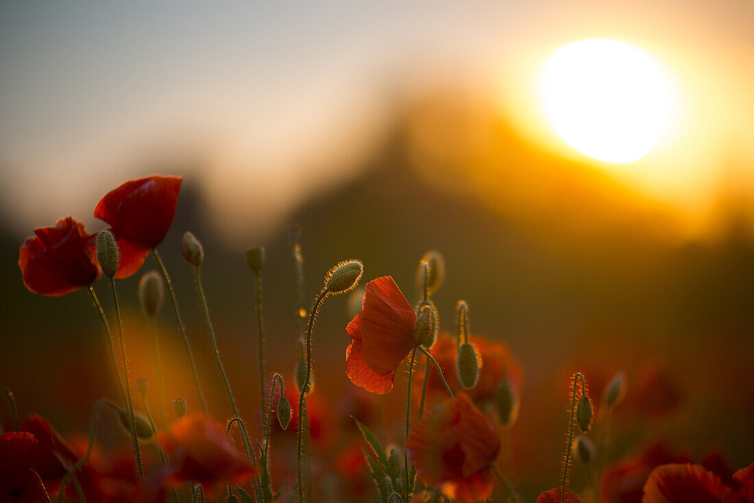 Poppies against the light before sunset on a field in Munich Langwied, Munich, Bavaria, Germany