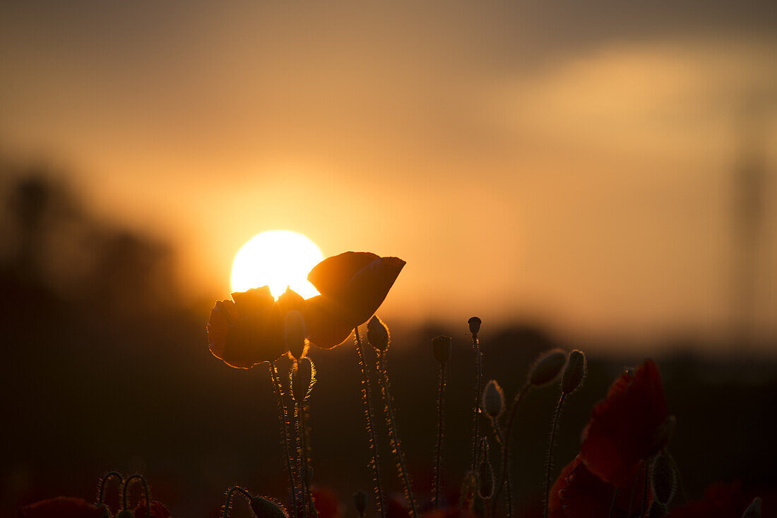 Mohnblumen im Gegenlicht vor Sonnenuntergang auf einem Feld in München Langwied, München, Bayern, Deutschland