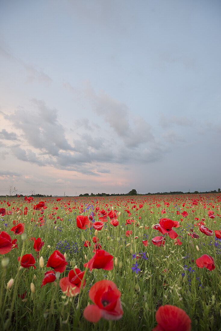 Mohnblumen in der Abendstimmung auf einem Feld in München Langwied, München, Bayern, Deutschland