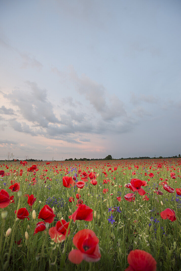 Poppies in the evening mood in a field in Munich Langwied, Munich, Bavaria, Germany