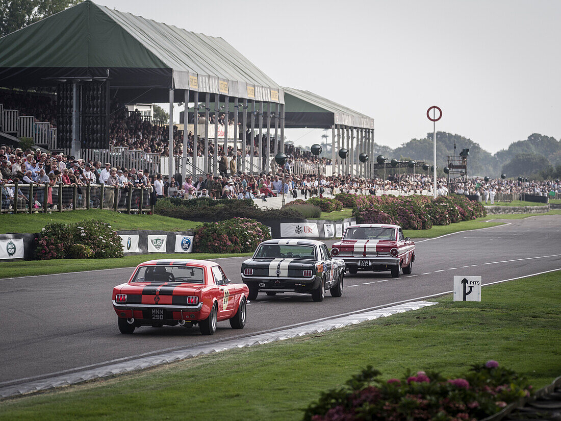 Shelby Cup, two Ford Mustangs behind a Ford Falcon Sprint, Goodwood Revival 2014, Racing Sport, Classic Car, Goodwood, Chichester, Sussex, England, Great Britain